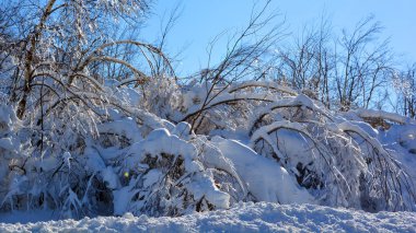 Karla kaplı ağaçlarla kaplı kış manzarası