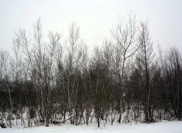 Сніговий Ліс Зимовий Сезон — стокове фото