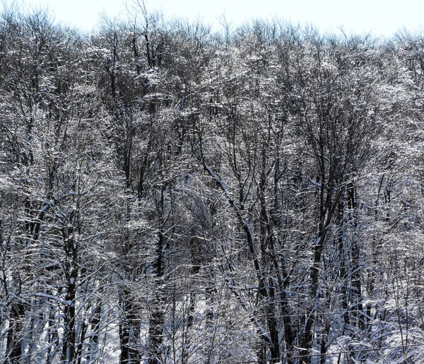 Bosque Nevado Temporada Invierno —  Fotos de Stock