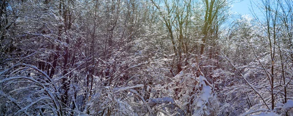 Snöig Skog Vintern — Stockfoto