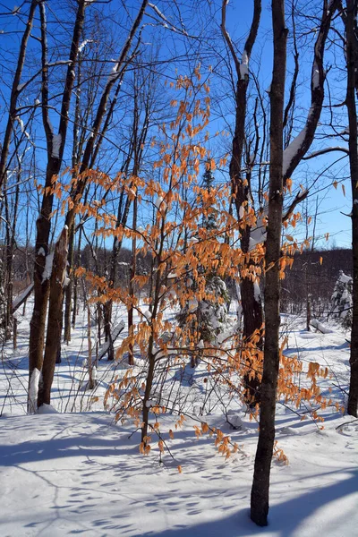 Snowy Landscape Winter Day — Stock Photo, Image