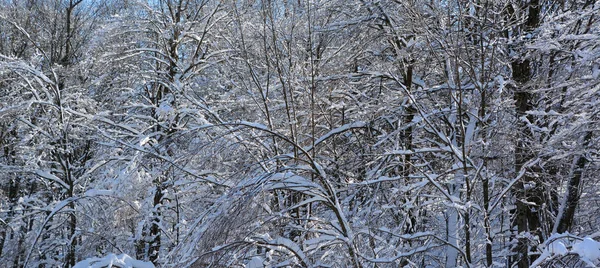 Снег Тонких Ветвях — стоковое фото