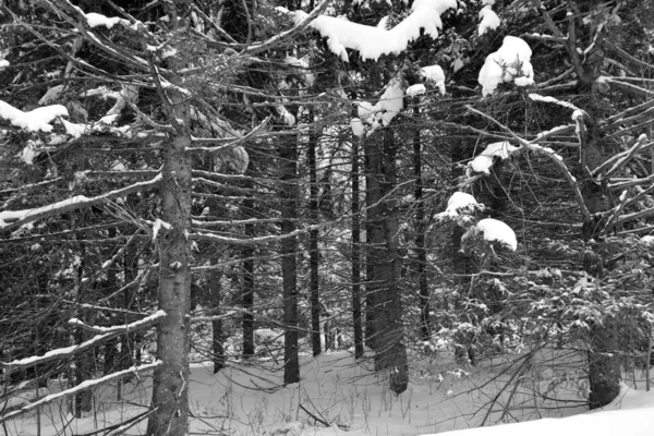 Bosque Invierno Parque — Foto de Stock