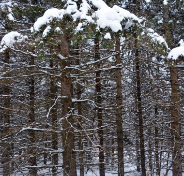 Kış ormanı karda boğuldu.