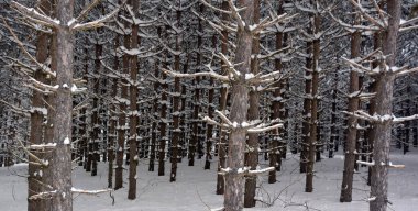 Karla kaplı ağaçlarla kaplı kış manzarası