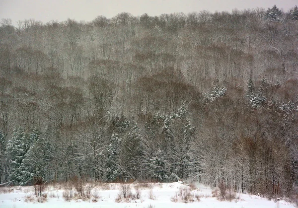 Zimowy Krajobraz Jezioro Podbornoe Wieś Khomutinino Obwód Chełmiński Rosja — Zdjęcie stockowe