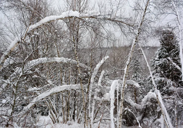 Snö Och Skog Före Jul Östeuropas Natur — Stockfoto