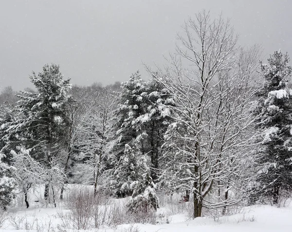 겨울에 숲에서 가지에는 어디에 나있다 — 스톡 사진