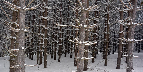 Paisaje Invernal Con Árboles Cubiertos Nieve —  Fotos de Stock