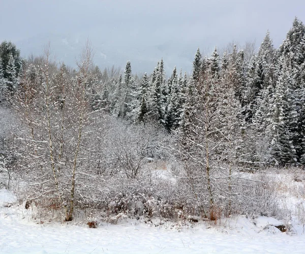 Зимовий Фон Дерева Покриті Білим Пухнастим Снігом — стокове фото