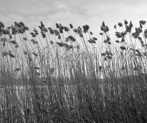 Zwart Wit Bloemen Achtergrond — Stockfoto