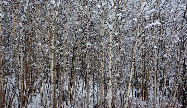 Russisch Bos Met Berkenbomen Herfst — Stockfoto