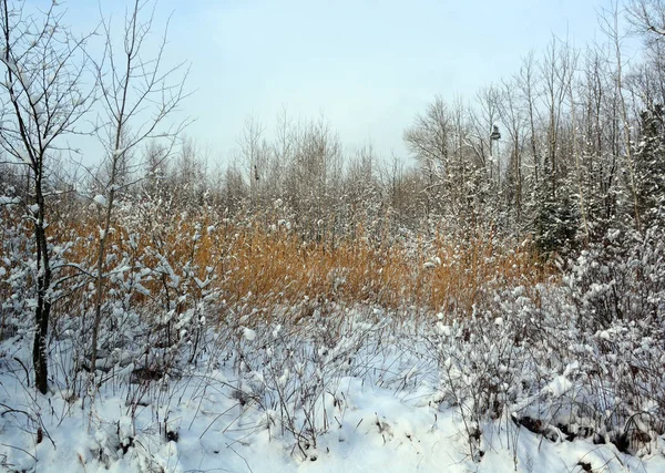 Gelo Nas Árvores Floresta Dia Frio Inverno Pôr Sol Gelo — Fotografia de Stock