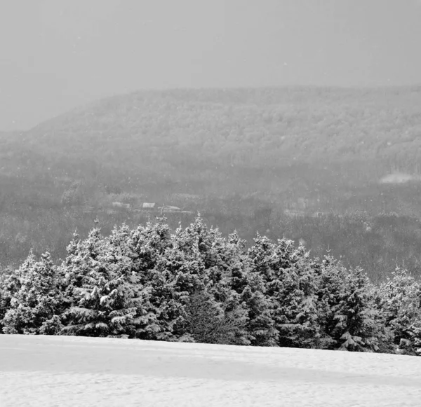 Árbol Negro Nieve — Foto de Stock