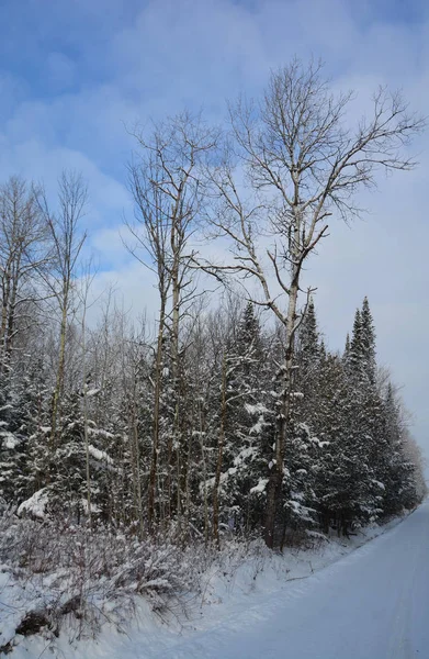 Paisaje Invernal Con Árboles Solos Camino Bosque Nevado — Foto de Stock