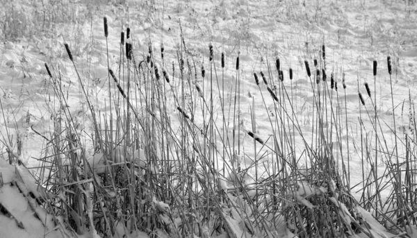 Zwart Gras Het Bos — Stockfoto