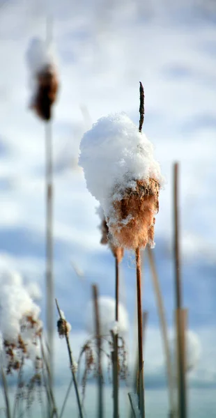 Frozen Dandelion Snow — Stock Photo, Image