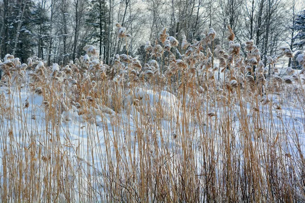 Vinterdag Parken Efter Snöstorm — Stockfoto
