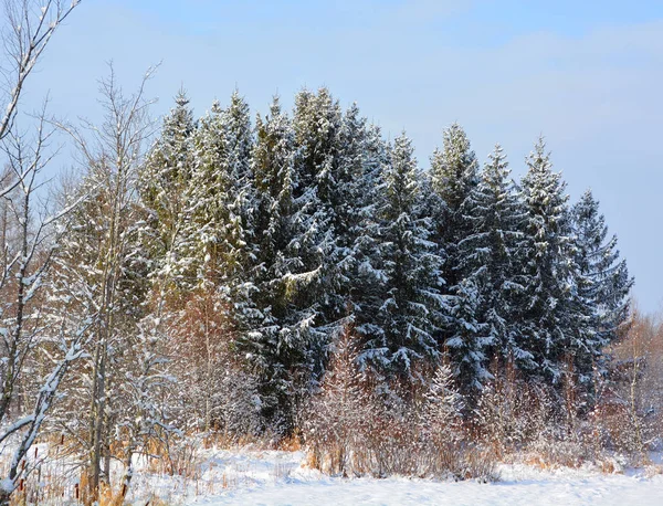 겨울을 배경으로 눈덮인 나무들 — 스톡 사진