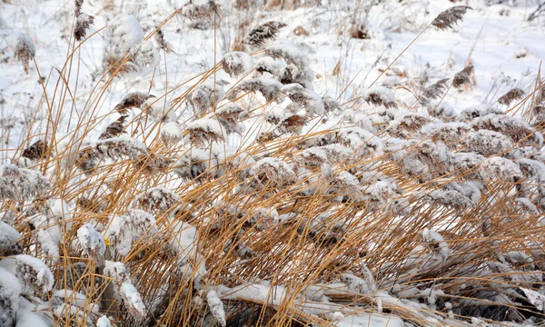 frozen grass in winter forest.