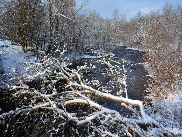 雪の中の凍る森 — ストック写真