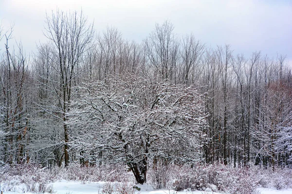 Bavarian Countryside Winter Snow Landscape Trees Solitary House — Stock Photo, Image