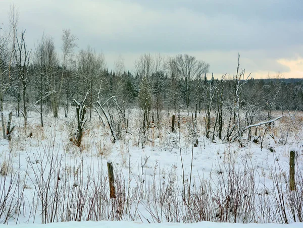 Szczelnie Góry Pokryte Śniegiem Trawa Brzegu Rzeki Kymijoki Finlandii Zima — Zdjęcie stockowe