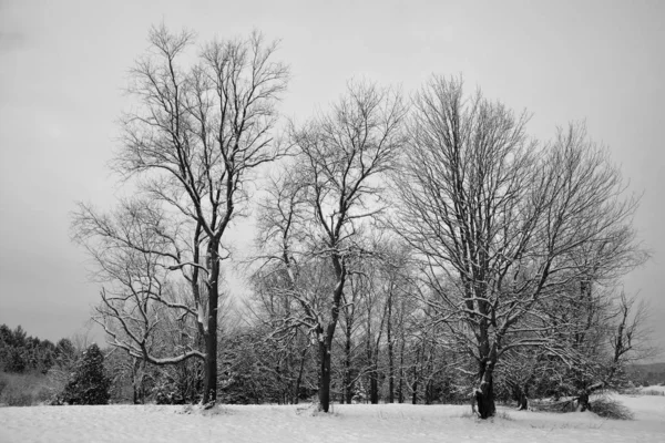 Drzewa Pokryte Szadź Dzień Słoneczny Zimowy — Zdjęcie stockowe