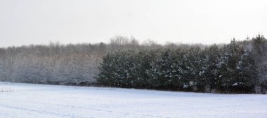 Kışın karlı güneşli orman