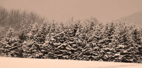 Téli Erdőben — Stock Fotó