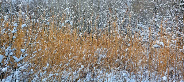 Primera Nieve Los Arbustos Árboles Hierba Parque —  Fotos de Stock