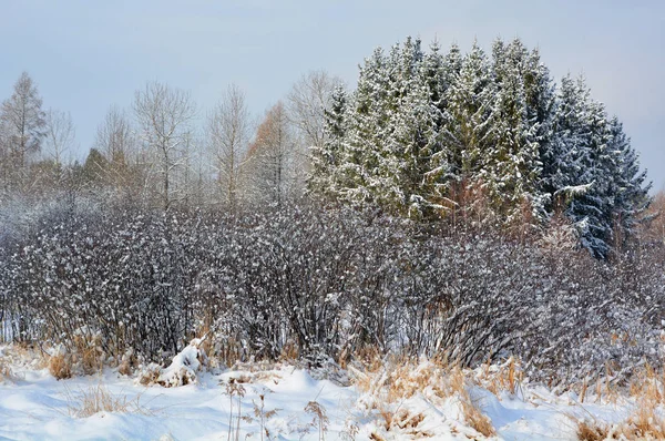 Frozen Forest Winter Park — Stock Photo, Image