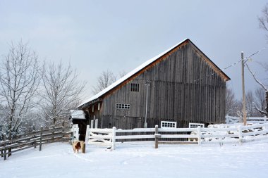 Karlı bir çayırda, New England 'daki eski bir ahşabın yanında tek bir inek..