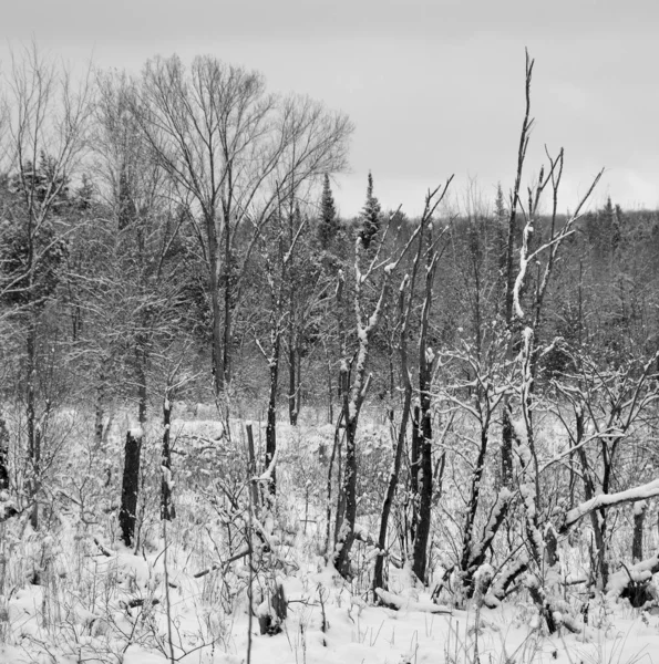 Arbres Noirs Dans Forêt — Photo