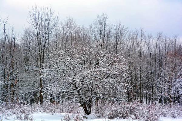 겨울에는 바이에른의 눈으로 나무와 하나뿐인 — 스톡 사진