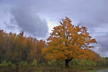 Güneşin batışında bir ağaç.