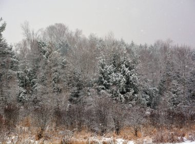 Sibirya 'da kar yağarken ormanda bulutlu bir gün.