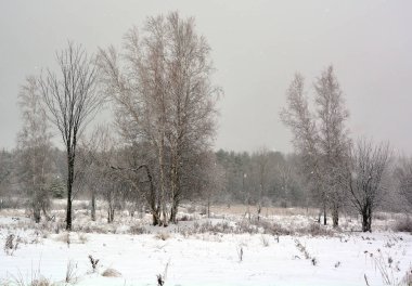 Karlı ormanda meşe ve kavak ağaçlarının donduğu kış manzarası.