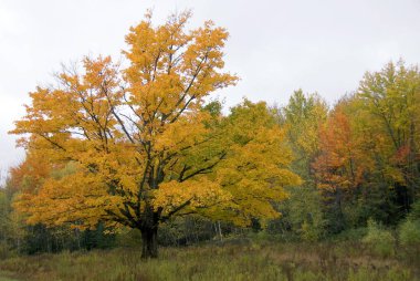 Kuzey İsveç'in renkli bir sonbahar sahne
