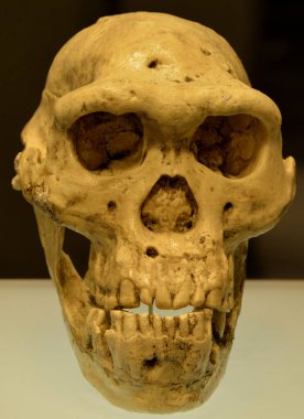 TBILISI GEORGIA 09 08: 19: Homo heidelbergensis, Orta Pleistosen 'de yaklaşık 700.000 ila 300.000 yıl önce yayılan ve Homo cinsinde yaşayan soyu tükenmiş bir tür.
