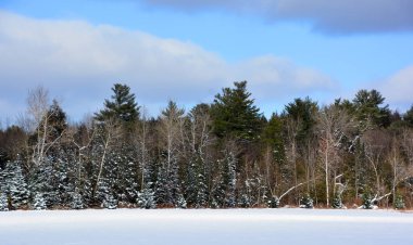 Ladin ağaçları ve kar yamaçları