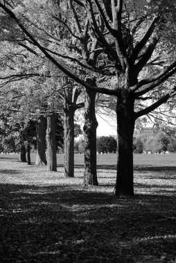 renkli ağaçlar ile güzel sonbahar parkı