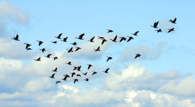Güvercin kuşları grup olarak uçar..