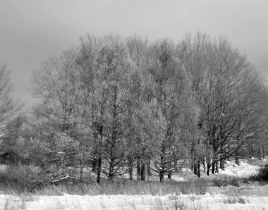 Karla kaplı bir tarlada Karlı Ağaç Çizgisi