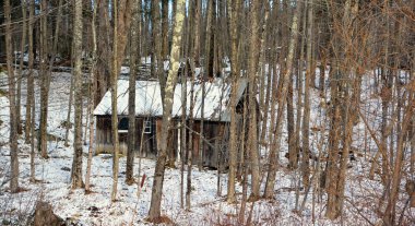 Ormandaki eski ahşap ev