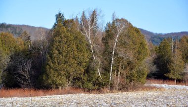 Stanley Park, Vancouver, Bc, Kanada Beaver Gölü Fotoğraf