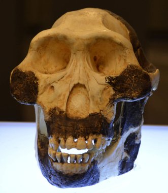 TBILISI GEORGIA 09 08: 19: Homo heidelbergensis, Orta Pleistosen 'de yaklaşık 700.000 ila 300.000 yıl önce yayılan ve Homo cinsinde yaşayan soyu tükenmiş bir tür.