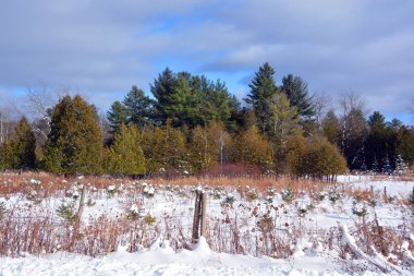 Kar ve ağaçlarla kaplı kış manzarası