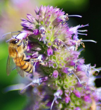 Çiçekteki yaban arısı