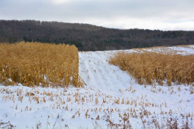 Kar ve mavi gökyüzü ile kış manzarası